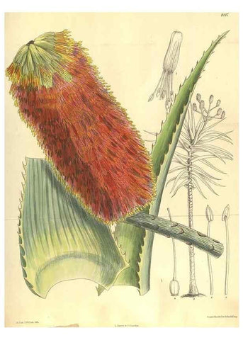 Reproducción/Reproduction 9600921202: Curtis's botanical magazine.. London ;New York [etc.] :Academic Press [etc.]