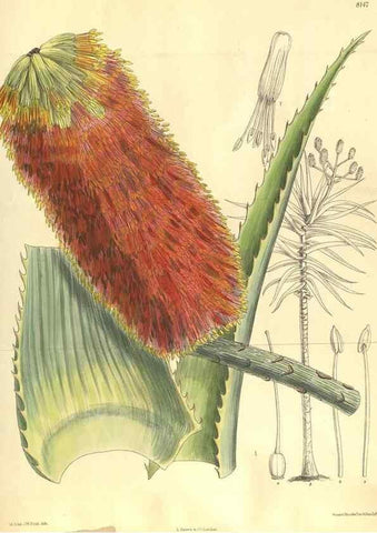Reproducción/Reproduction 9600921202: Curtis's botanical magazine.. London ;New York [etc.] :Academic Press [etc.]