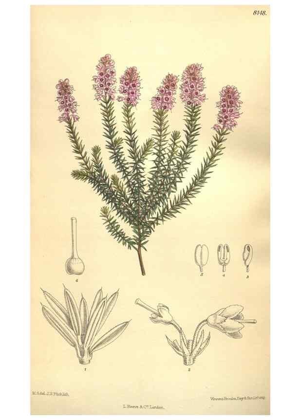 Reproducción/Reproduction 9598132101: Curtis's botanical magazine.. London ;New York [etc.] :Academic Press [etc.]