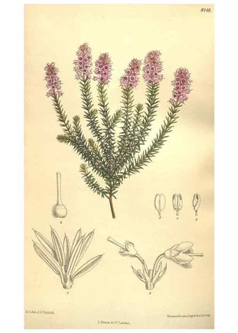 Reproducción/Reproduction 9598132101: Curtis's botanical magazine.. London ;New York [etc.] :Academic Press [etc.]
