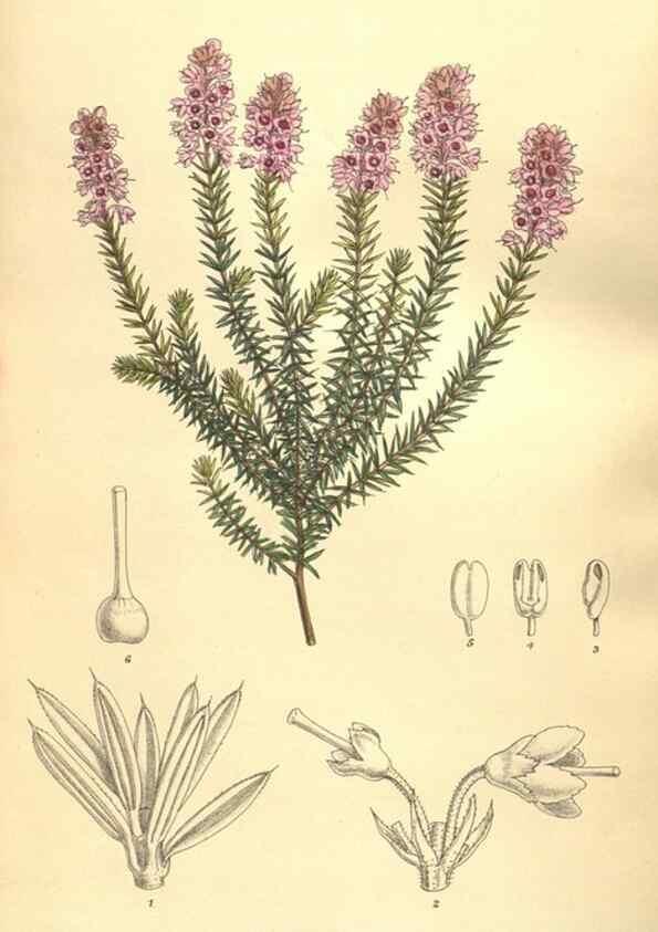 Reproducción/Reproduction 9598132101: Curtis's botanical magazine.. London ;New York [etc.] :Academic Press [etc.]