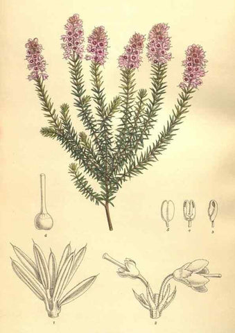 Reproducción/Reproduction 9598132101: Curtis's botanical magazine.. London ;New York [etc.] :Academic Press [etc.]