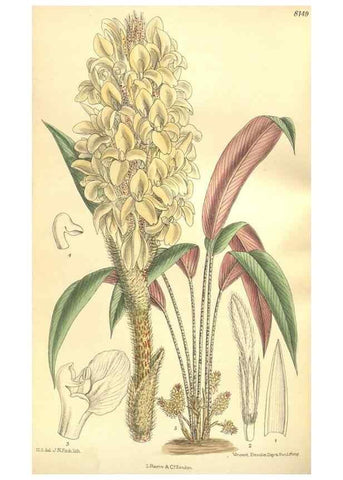 Reproducción/Reproduction 9600927620: Curtis's botanical magazine.. London ;New York [etc.] :Academic Press [etc.]