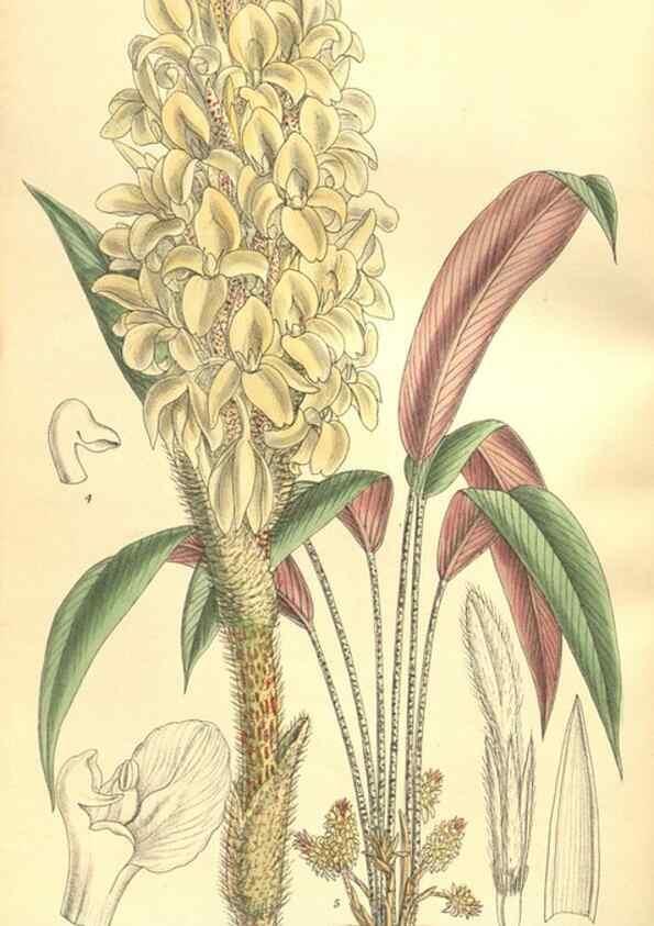 Reproducción/Reproduction 9600927620: Curtis's botanical magazine.. London ;New York [etc.] :Academic Press [etc.]