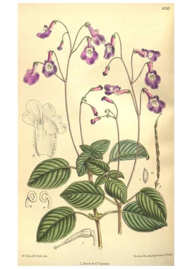 Reproducción/Reproduction 9600930518: Curtis's botanical magazine.. London ;New York [etc.] :Academic Press [etc.]