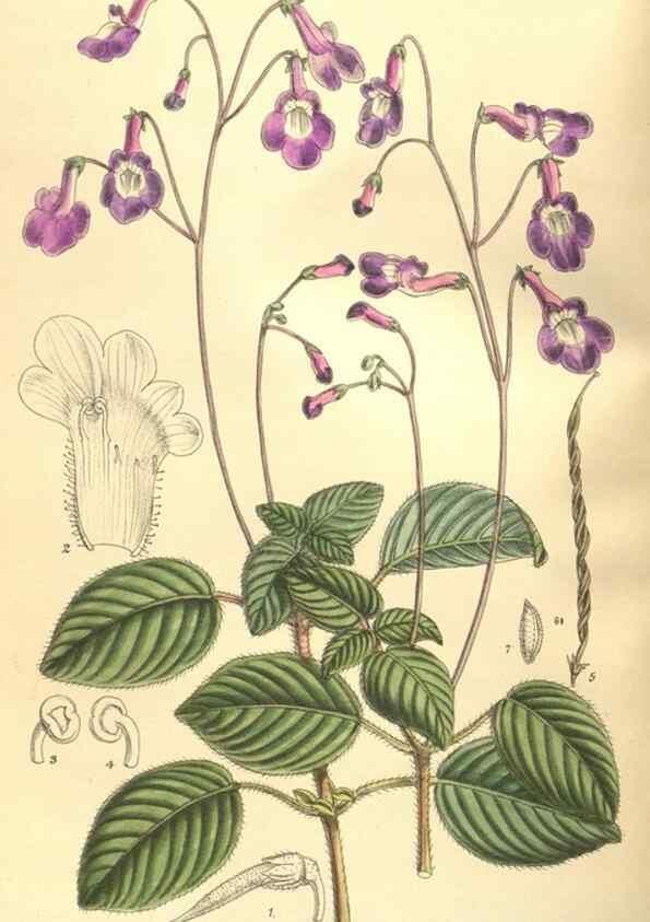 Reproducción/Reproduction 9600930518: Curtis's botanical magazine.. London ;New York [etc.] :Academic Press [etc.]