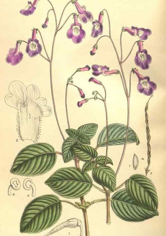Reproducción/Reproduction 9600930518: Curtis's botanical magazine.. London ;New York [etc.] :Academic Press [etc.]