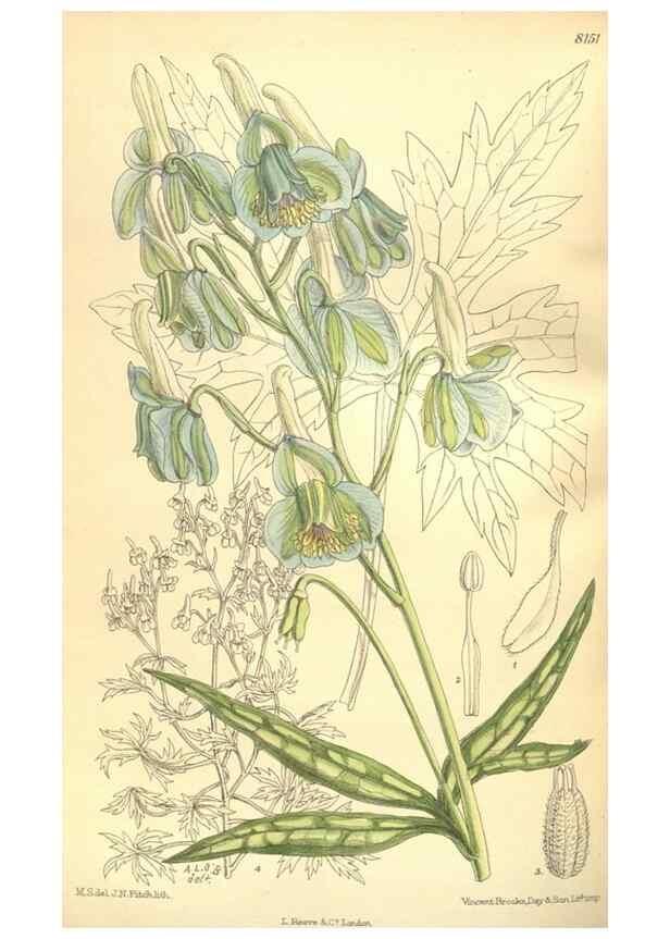Reproducción/Reproduction 9598141901: Curtis's botanical magazine.. London ;New York [etc.] :Academic Press [etc.]