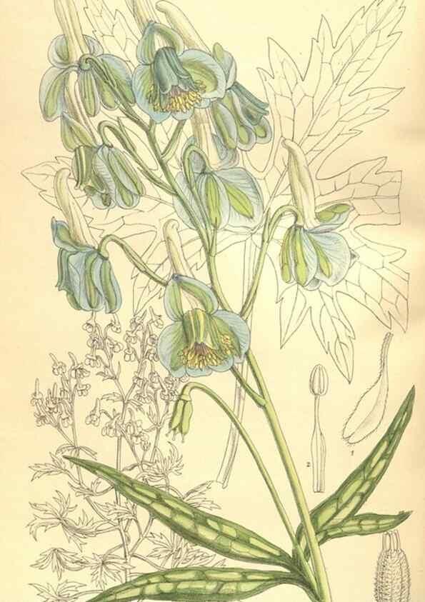 Reproducción/Reproduction 9598141901: Curtis's botanical magazine.. London ;New York [etc.] :Academic Press [etc.]