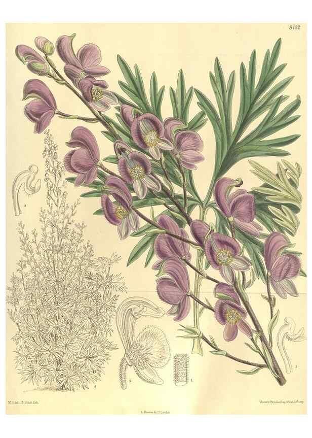 Reproducción/Reproduction 9598144985: Curtis's botanical magazine.. London ;New York [etc.] :Academic Press [etc.]