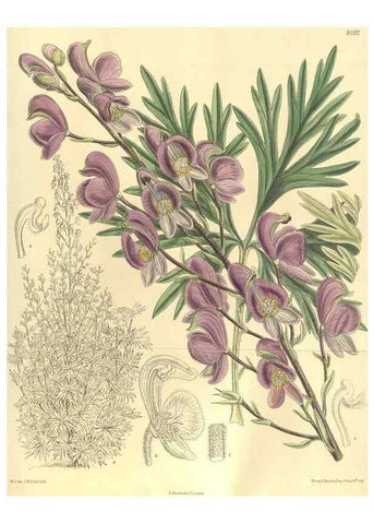 Reproducción/Reproduction 9598144985: Curtis's botanical magazine.. London ;New York [etc.] :Academic Press [etc.]