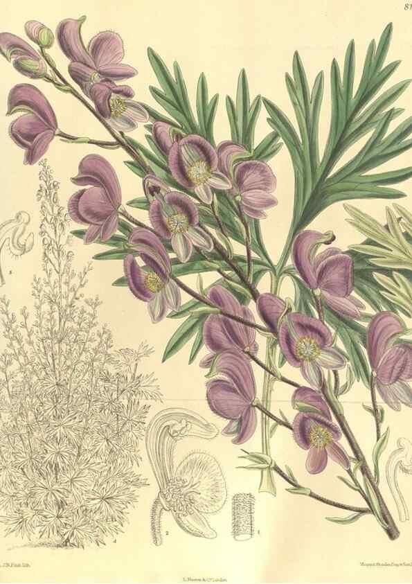 Reproducción/Reproduction 9598144985: Curtis's botanical magazine.. London ;New York [etc.] :Academic Press [etc.]