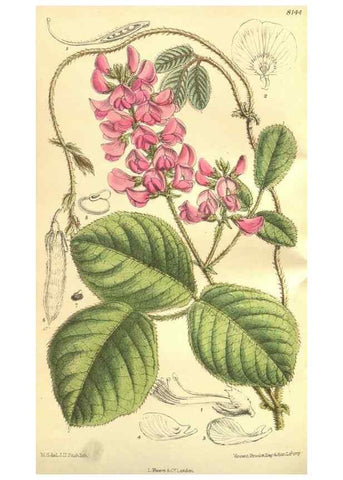 Reproducción/Reproduction 9600912098: Curtis's botanical magazine.. London ;New York [etc.] :Academic Press [etc.]