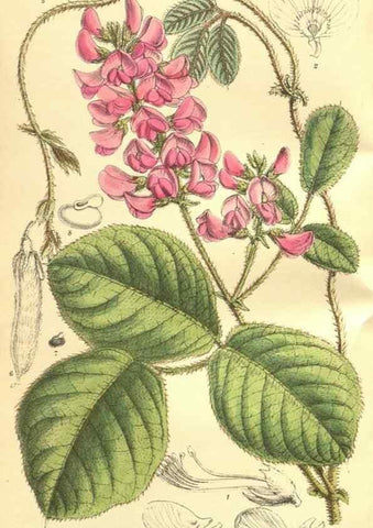 Reproducción/Reproduction 9600912098: Curtis's botanical magazine.. London ;New York [etc.] :Academic Press [etc.]