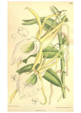 Reproducción/Reproduction 9600939946: Curtis's botanical magazine.. London ;New York [etc.] :Academic Press [etc.]