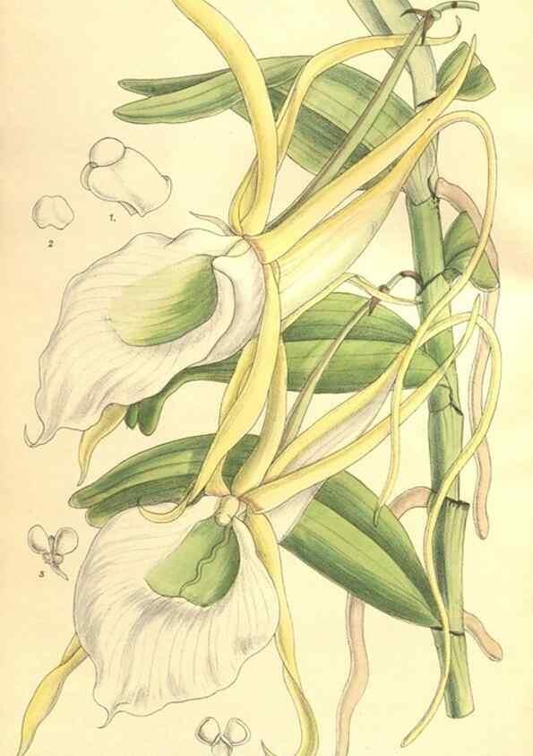 Reproducción/Reproduction 9600939946: Curtis's botanical magazine.. London ;New York [etc.] :Academic Press [etc.]