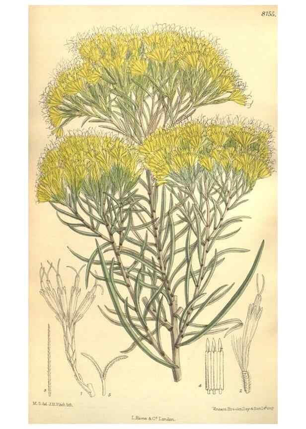 Reproducción/Reproduction 9600946532: Curtis's botanical magazine.. London ;New York [etc.] :Academic Press [etc.]