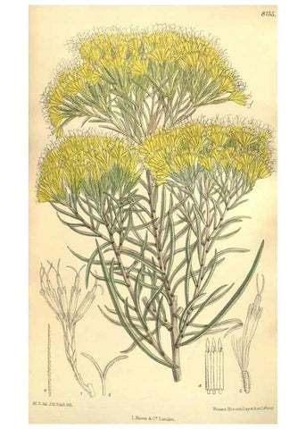 Reproducción/Reproduction 9600946532: Curtis's botanical magazine.. London ;New York [etc.] :Academic Press [etc.]