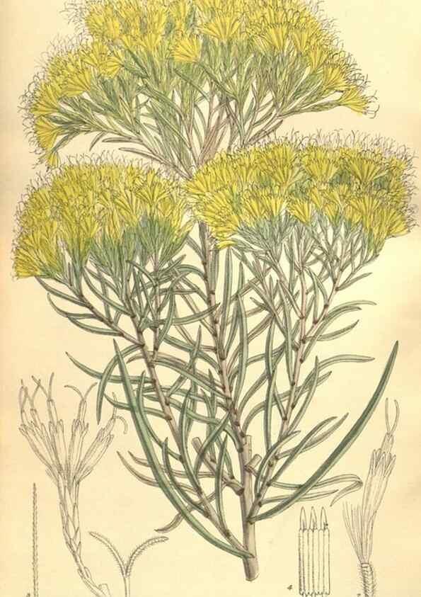 Reproducción/Reproduction 9600946532: Curtis's botanical magazine.. London ;New York [etc.] :Academic Press [etc.]
