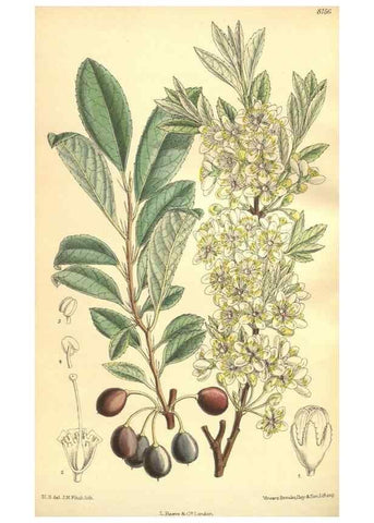 Reproducción/Reproduction 9598158033: Curtis's botanical magazine.. London ;New York [etc.] :Academic Press [etc.]
