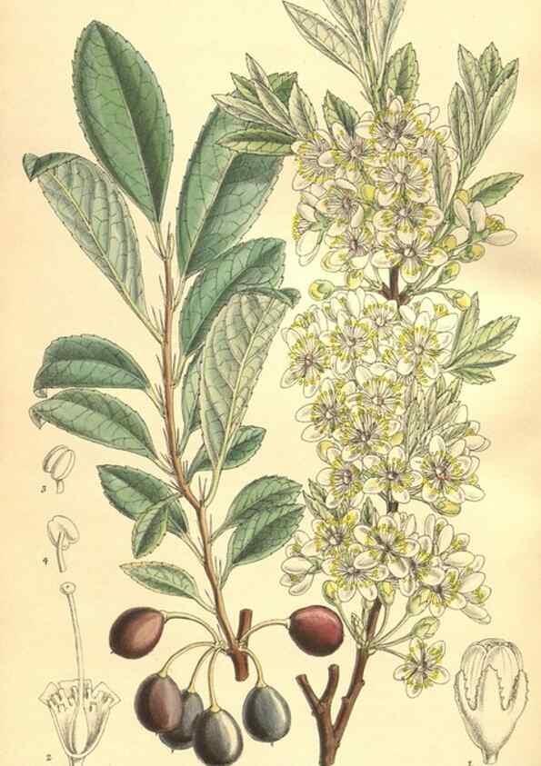 Reproducción/Reproduction 9598158033: Curtis's botanical magazine.. London ;New York [etc.] :Academic Press [etc.]