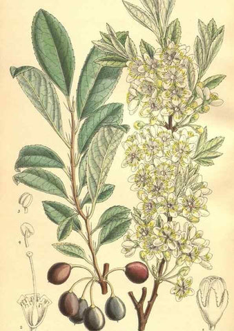 Reproducción/Reproduction 9598158033: Curtis's botanical magazine.. London ;New York [etc.] :Academic Press [etc.]