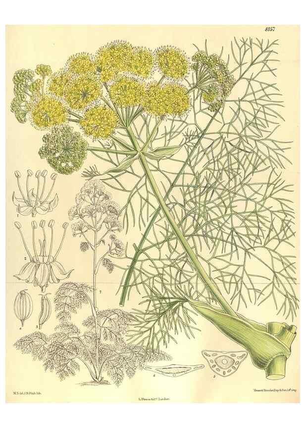 Reproducción/Reproduction 9600952662: Curtis's botanical magazine.. London ;New York [etc.] :Academic Press [etc.]