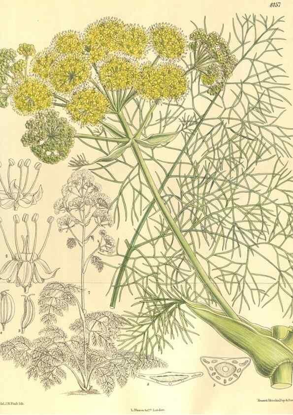 Reproducción/Reproduction 9600952662: Curtis's botanical magazine.. London ;New York [etc.] :Academic Press [etc.]