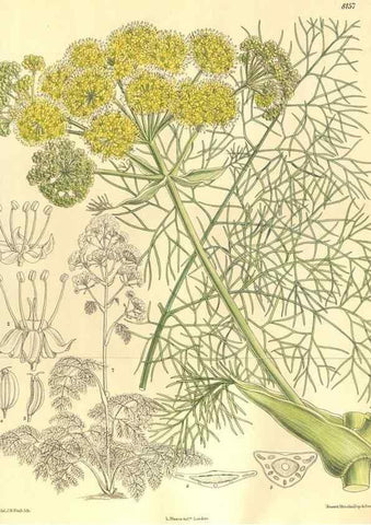Reproducción/Reproduction 9600952662: Curtis's botanical magazine.. London ;New York [etc.] :Academic Press [etc.]
