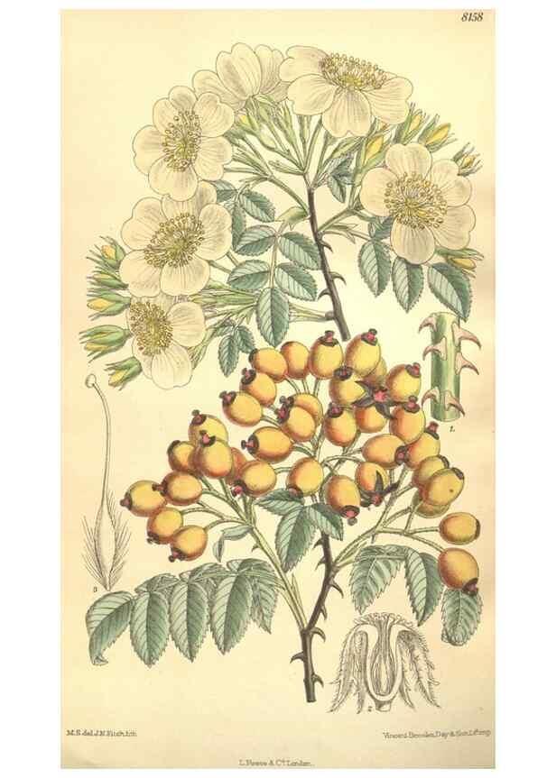 Reproducción/Reproduction 9600956612: Curtis's botanical magazine.. London ;New York [etc.] :Academic Press [etc.]