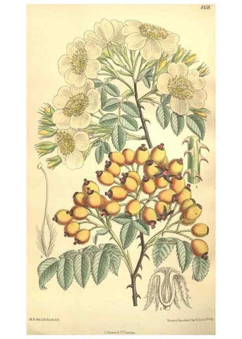 Reproducción/Reproduction 9600956612: Curtis's botanical magazine.. London ;New York [etc.] :Academic Press [etc.]