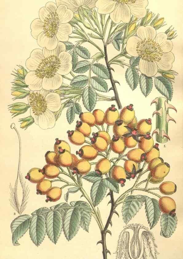 Reproducción/Reproduction 9600956612: Curtis's botanical magazine.. London ;New York [etc.] :Academic Press [etc.]