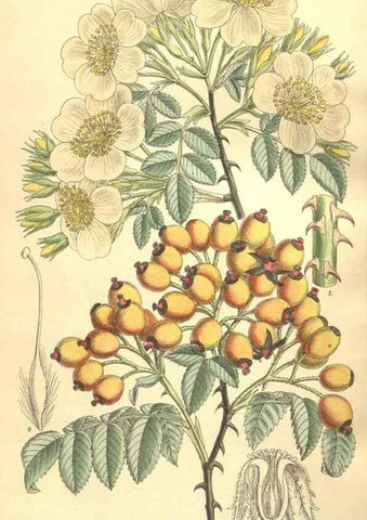 Reproducción/Reproduction 9600956612: Curtis's botanical magazine.. London ;New York [etc.] :Academic Press [etc.]