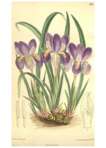 Reproducción/Reproduction 9600960352: Curtis's botanical magazine.. London ;New York [etc.] :Academic Press [etc.]