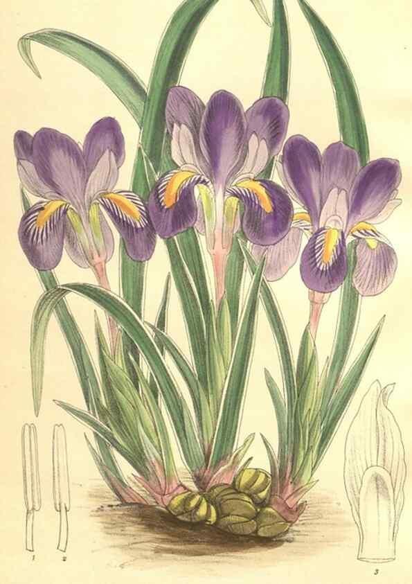 Reproducción/Reproduction 9600960352: Curtis's botanical magazine.. London ;New York [etc.] :Academic Press [etc.]