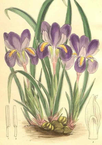 Reproducción/Reproduction 9600960352: Curtis's botanical magazine.. London ;New York [etc.] :Academic Press [etc.]