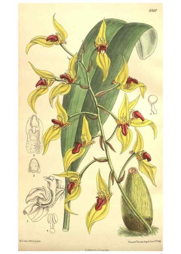 Reproducción/Reproduction 9600963834: Curtis's botanical magazine.. London ;New York [etc.] :Academic Press [etc.]