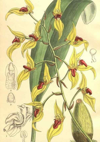 Reproducción/Reproduction 9600963834: Curtis's botanical magazine.. London ;New York [etc.] :Academic Press [etc.]