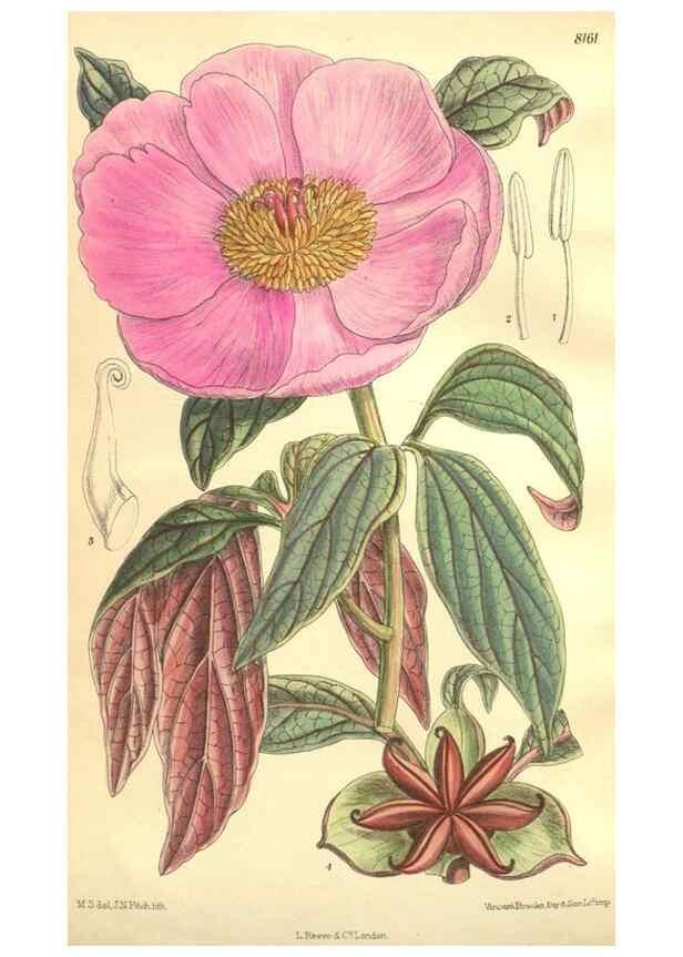 Reproducción/Reproduction 9598174913: Curtis's botanical magazine.. London ;New York [etc.] :Academic Press [etc.]