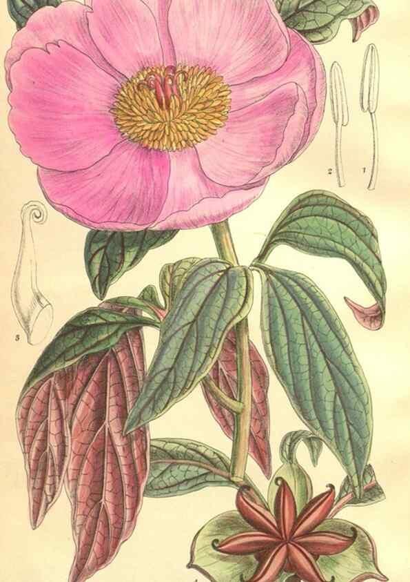 Reproducción/Reproduction 9598174913: Curtis's botanical magazine.. London ;New York [etc.] :Academic Press [etc.]