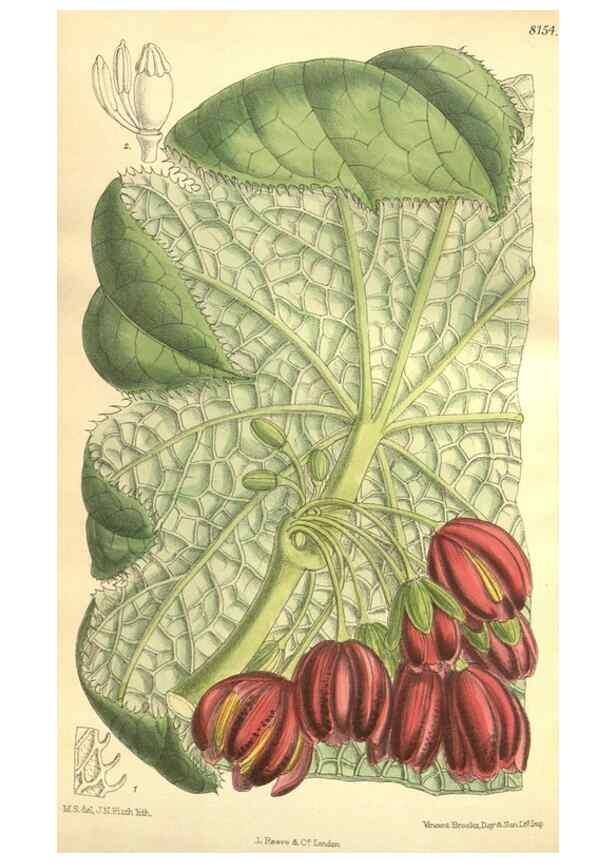 Reproducción/Reproduction 9598151339: Curtis's botanical magazine.. London ;New York [etc.] :Academic Press [etc.]
