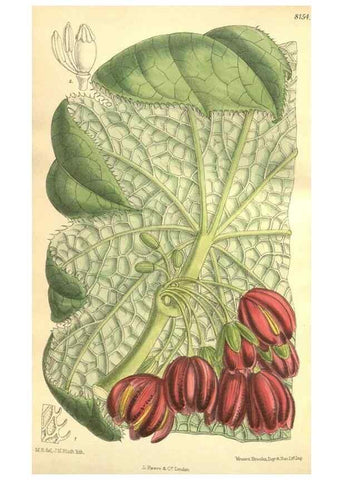 Reproducción/Reproduction 9598151339: Curtis's botanical magazine.. London ;New York [etc.] :Academic Press [etc.]