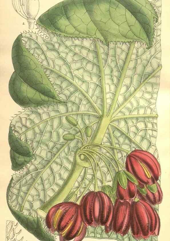 Reproducción/Reproduction 9598151339: Curtis's botanical magazine.. London ;New York [etc.] :Academic Press [etc.]