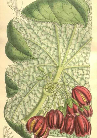 Reproducción/Reproduction 9598151339: Curtis's botanical magazine.. London ;New York [etc.] :Academic Press [etc.]