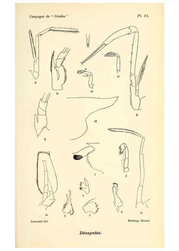 Reproducción/Reproduction 9464734057: Résultats scientifiques de la campagne du ""Caudan"" dans le Golfe de Gascogne, août-septembre 1895 /. Paris :Masson,1896.