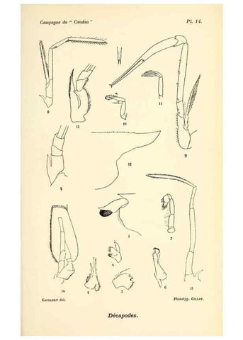 Reproducción/Reproduction 9464734057: Résultats scientifiques de la campagne du ""Caudan"" dans le Golfe de Gascogne, août-septembre 1895 /. Paris :Masson,1896.