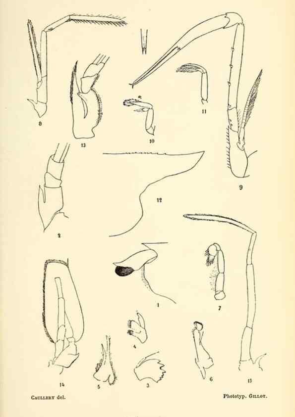 Reproducción/Reproduction 9464734057: Résultats scientifiques de la campagne du ""Caudan"" dans le Golfe de Gascogne, août-septembre 1895 /. Paris :Masson,1896.