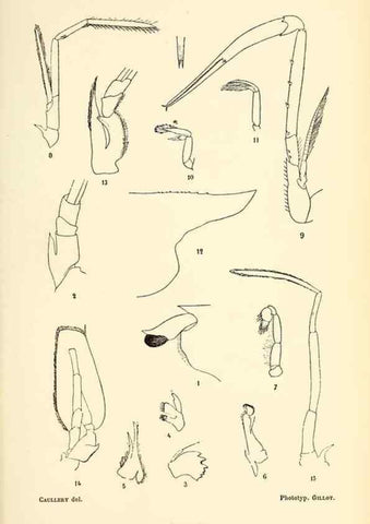 Reproducción/Reproduction 9464734057: Résultats scientifiques de la campagne du ""Caudan"" dans le Golfe de Gascogne, août-septembre 1895 /. Paris :Masson,1896.