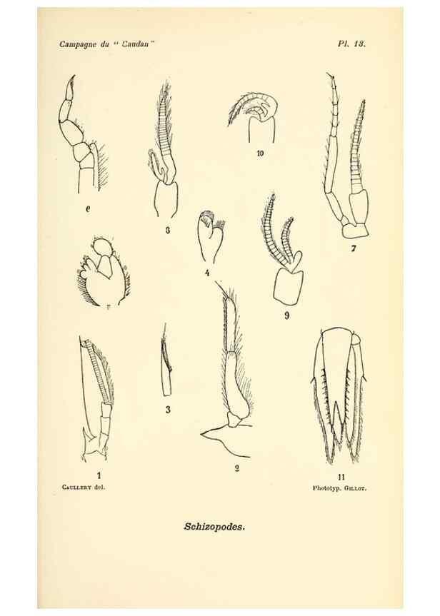 Reproducción/Reproduction 9464731615: Résultats scientifiques de la campagne du ""Caudan"" dans le Golfe de Gascogne, août-septembre 1895 /. Paris :Masson,1896.