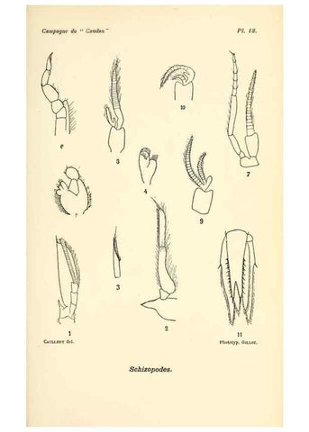 Reproducción/Reproduction 9464731615: Résultats scientifiques de la campagne du ""Caudan"" dans le Golfe de Gascogne, août-septembre 1895 /. Paris :Masson,1896.